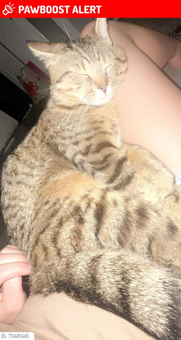 Lost Male Cat last seen Emery street and summer street, Niagara Falls, ON L2G 4B9