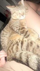 Lost Male Cat last seen Emery street and summer street, Niagara Falls, ON L2G 4B9
