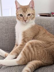 Reunited Male Cat last seen Scone Lane and Cupar Lane in back of Bauer Park Neighborhood, Huntington Beach, CA 92646
