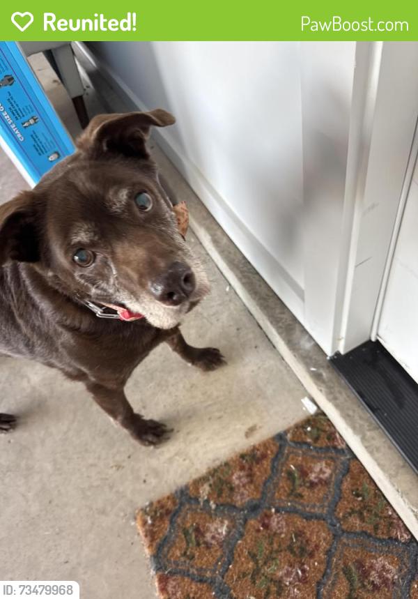 Reunited Female Dog last seen Near shallowford road, Lewisville, NC 27023