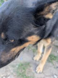 Found/Stray Male Dog last seen Bear valley Blvd, Hesperia, CA 92345