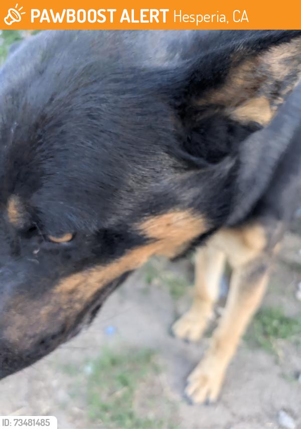 Found/Stray Male Dog last seen Bear valley Blvd, Hesperia, CA 92345
