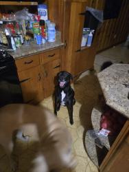 Lost Male Dog last seen Eagle run apmts, Lafayette, LA 70503