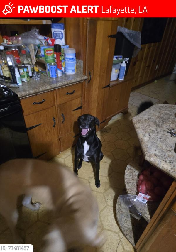 Lost Male Dog last seen Eagle run apmts, Lafayette, LA 70503