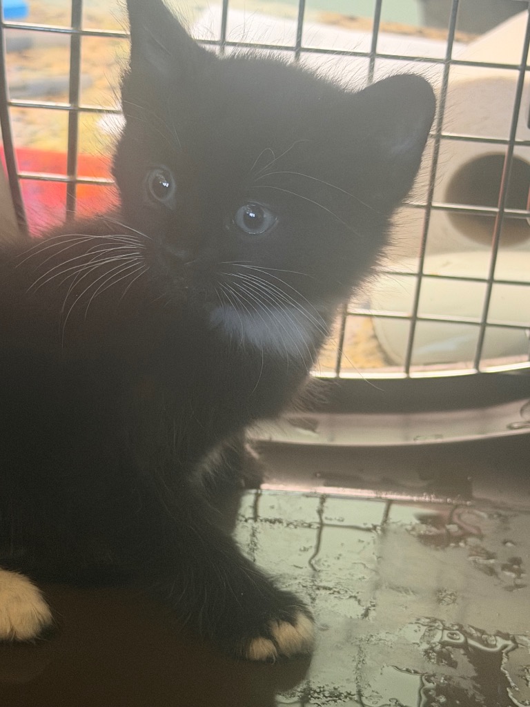 Shelter Stray Female Cat last seen Bexar County, 3353 Morningside Dr, New Braunfels, TX 78132, USA