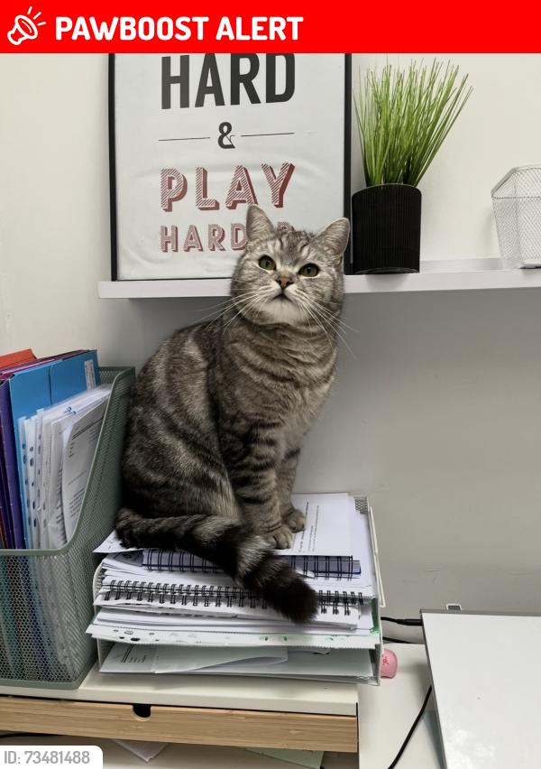 Lost Male Cat last seen near sainsbury’s in east boldon, Tyne and Wear, England 