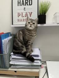 Lost Male Cat last seen near sainsbury’s in east boldon, Tyne and Wear, England 