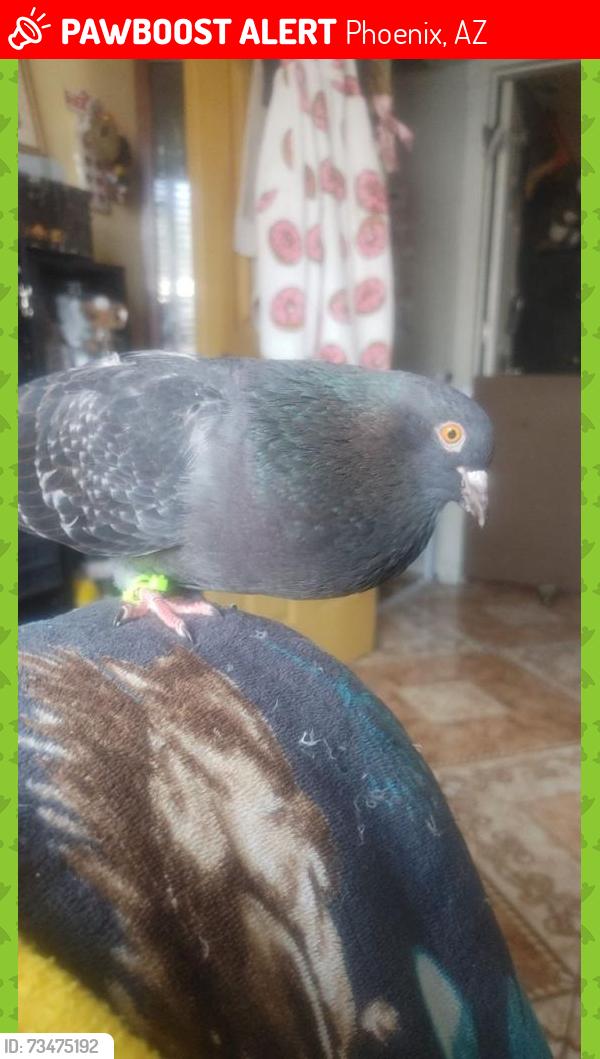 Lost Male Bird last seen I-17 & Glendale, Phoenix, AZ 85051