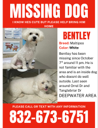 Reunited Male Dog last seen Orrel Dr and Tanglebriar Pasadena tx, Pasadena, TX 77503