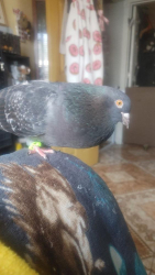 Lost Male Bird last seen I-17 & Glendale, Phoenix, AZ 85051