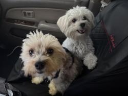 Reunited Male Dog last seen Conway and Denette, North Las Vegas, NV 89031