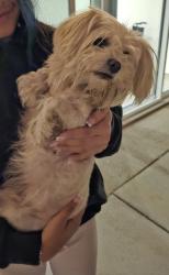 Reunited Female Dog last seen Lakewood Blvd and candlewood, Lakewood, CA 90712