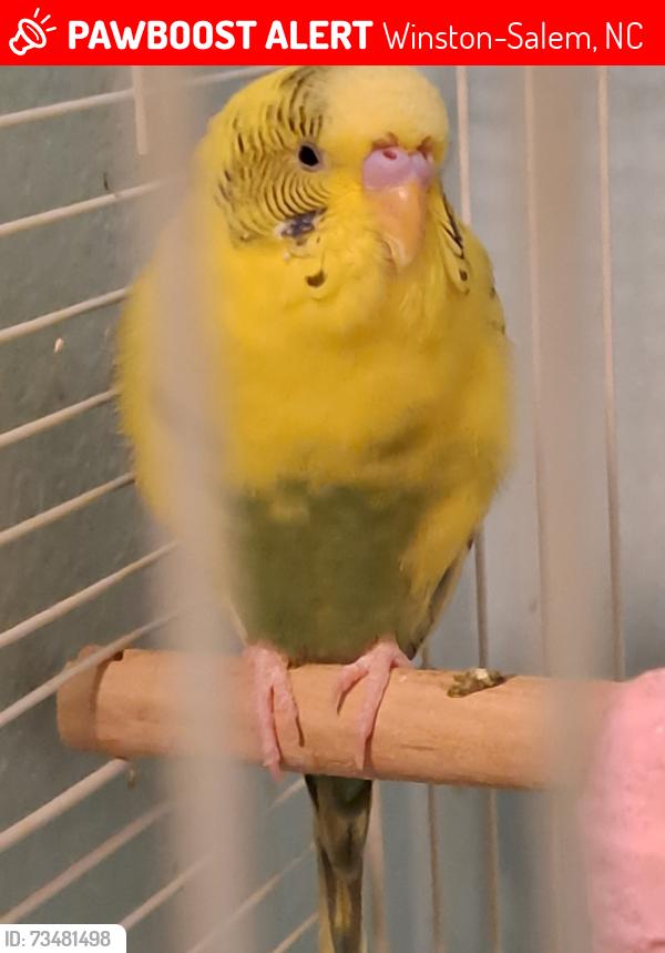 Lost Male Bird last seen N. Martin Luther King Jr Drive, Winston-Salem, 27101, Winston-Salem, NC 27101
