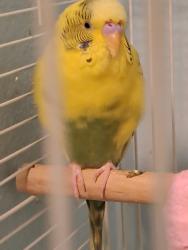 Lost Male Bird last seen N. Martin Luther King Jr Drive, Winston-Salem, 27101, Winston-Salem, NC 27101