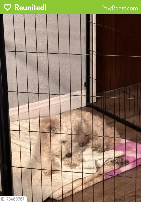 Reunited Male Dog last seen Near Hemphill St, La Puente, CA 91744, USA, La Puente, CA 91744
