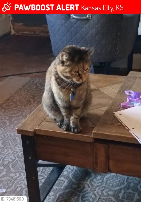 Lost Female Cat last seen River Oaks Manufactured Home Community, Kansas City, KS 66111