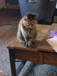 Lost Female Cat last seen River Oaks Manufactured Home Community, Kansas City, KS 66111