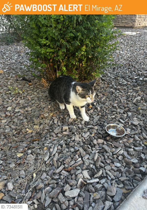 Found/Stray Unknown Cat last seen El mirage and indian school, El Mirage, AZ 85335