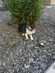 Found/Stray Unknown Cat last seen El mirage and indian school, El Mirage, AZ 85335