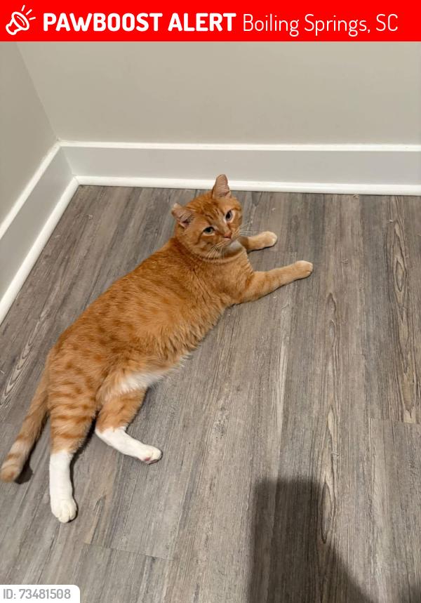 Lost Male Cat last seen Vu MacMillan Park, Boiling Springs, SC 29316