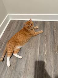 Lost Male Cat last seen Vu MacMillan Park, Boiling Springs, SC 29316
