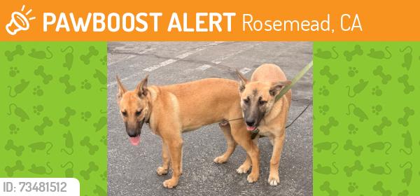 Found/Stray Unknown Dog last seen Temple City Blvd, Rosemead, CA 91770