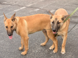 Found/Stray Unknown Dog last seen Temple City Blvd, Rosemead, CA 91770