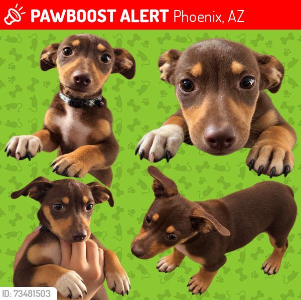 Lost Male Dog last seen 19th ave and Buckeye, Phoenix, AZ 85009