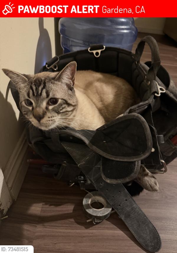Lost Male Cat last seen last seen monday around 4:00pm, Gardena, CA 90247