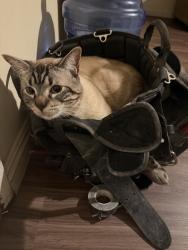 Lost Male Cat last seen last seen monday around 4:00pm, Gardena, CA 90247
