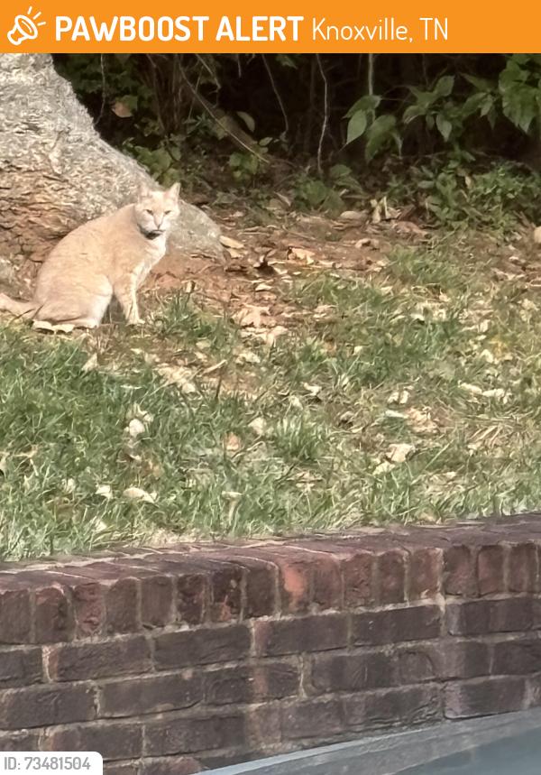 Found/Stray Unknown Cat last seen Notting Hill Way; near Echo Valley Subdivision, Knoxville, TN 37923