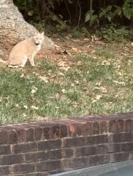 Found/Stray Unknown Cat last seen Notting Hill Way; near Echo Valley Subdivision, Knoxville, TN 37923