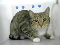 Shelter Stray Female Cat last seen Near BLOCK AZTEC RD NE, 8920 Lomas Blvd NE, Albuquerque, NM 87112, USA