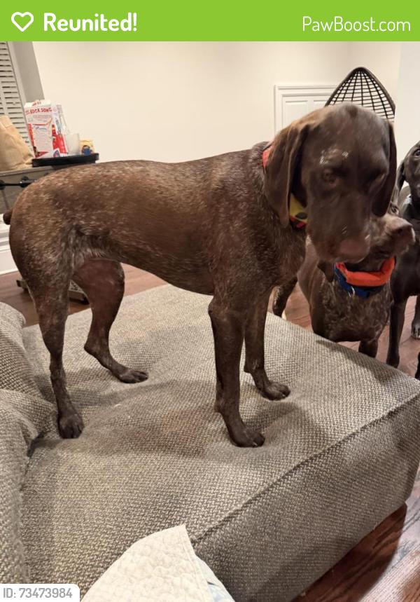 Reunited Female Dog last seen Bowery and Lukes Woods, New Canaan, CT 06840