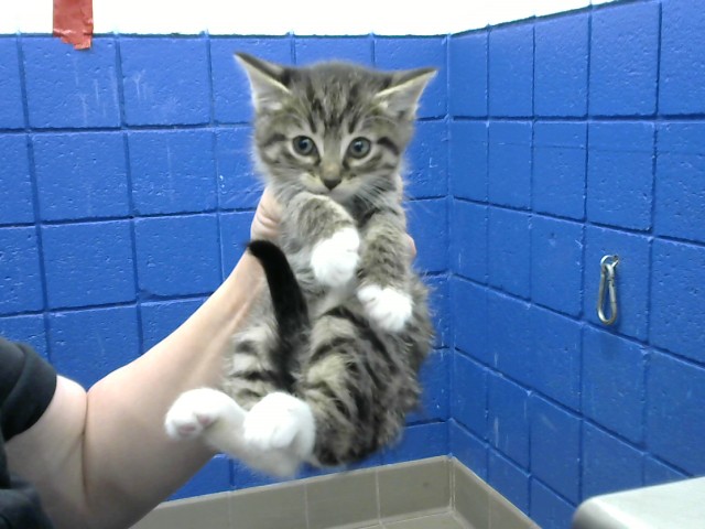Shelter Stray Male Cat last seen Near BLOCK AZTEC RD NE, 8920 Lomas Blvd NE, Albuquerque, NM 87112, USA