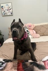 Reunited Female Dog last seen Near hight road, Oxford North Carolina, Oxford, NC 27565