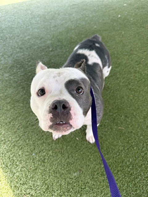 Shelter Stray Female Dog last seen Near BLOCK KING RD, FAYETTEVILLE NC 28306, 4704 Corporation Dr, Fayetteville, NC 28306, USA