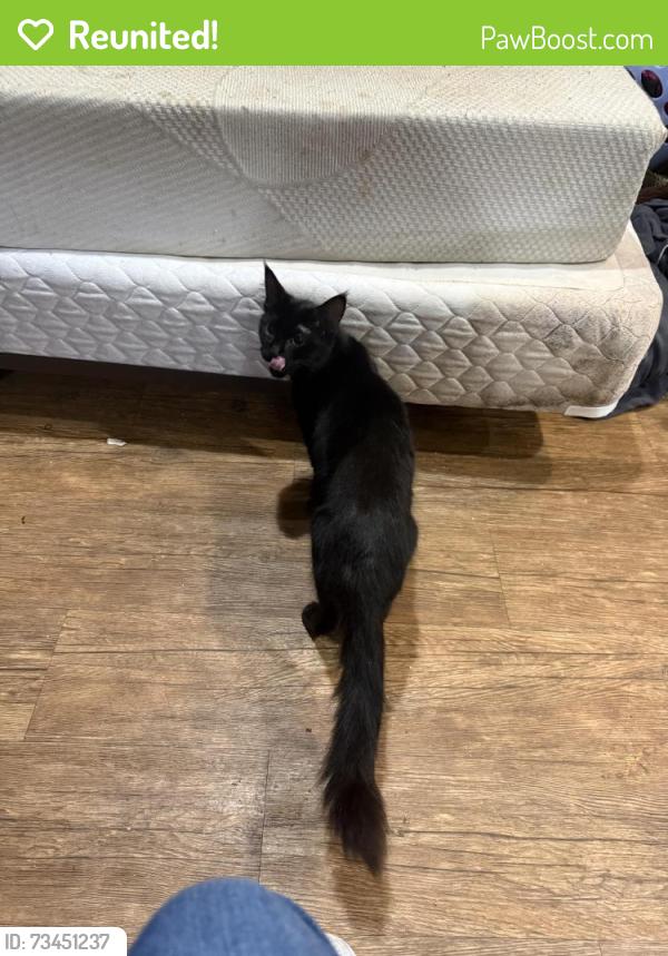Reunited Female Cat last seen Near Wesley Charles lane, Tulalip Bay, WA 98271
