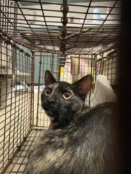 Shelter Stray Female Cat last seen , West Valley Animal Shelter, 20655 Plummer St, Chatsworth, CA 91311, USA