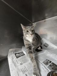 Shelter Stray Male Cat last seen , West Valley Animal Shelter, 20655 Plummer St, Chatsworth, CA 91311, USA