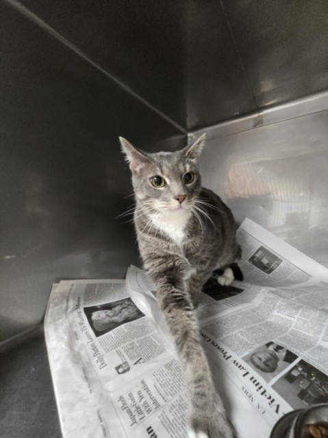 Shelter Stray Male Cat last seen , West Valley Animal Shelter, 20655 Plummer St, Chatsworth, CA 91311, USA