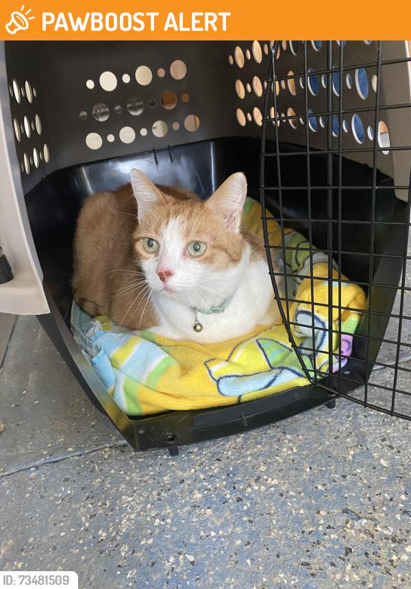 Found/Stray Unknown Cat last seen Camp Washington/East Springtown, Washington Township, NJ 07853