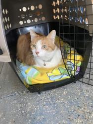 Found/Stray Unknown Cat last seen Camp Washington/East Springtown, Washington Township, NJ 07853