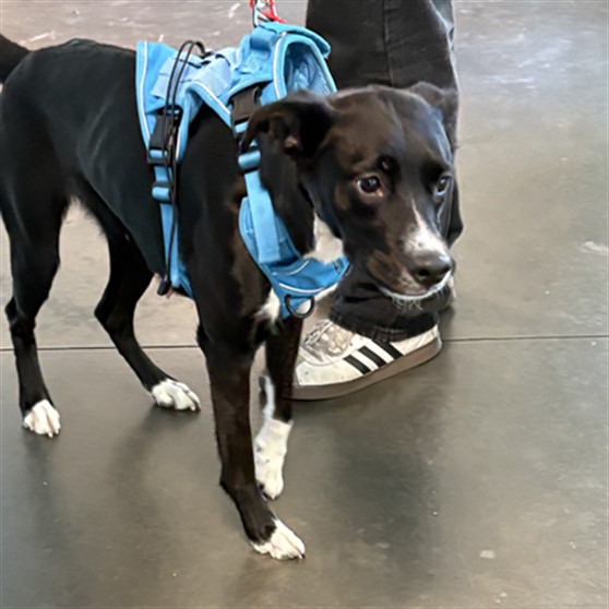 Shelter Stray Female Dog last seen , West Valley Animal Shelter, 20655 Plummer St, Chatsworth, CA 91311, USA