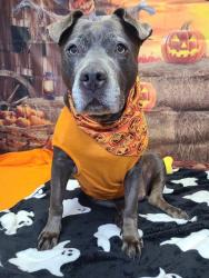 Shelter Stray Female Dog last seen Near, 5001 E Raymond St, Indianapolis, IN 46203, USA