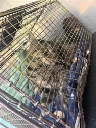 Shelter Stray Male Cat last seen Near BLOCK BRAESVIEW, 4710 TX-151, San Antonio, TX 78227, USA