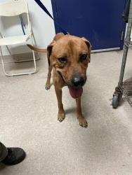 Shelter Stray Male Dog last seen Near BLOCK N SHAFTER AVE, SHAFTER CA 93263, 3951 Fruitvale Ave, Bakersfield, CA 93308, USA