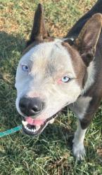 Shelter Stray Male Dog last seen Near BLOCK BANK ST, 3528 Newburg Rd, Louisville, KY 40218, USA