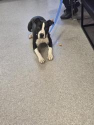 Shelter Stray Female Dog last seen Near BLOCK LOUISVILLE AVE, 3528 Newburg Rd, Louisville, KY 40218, USA