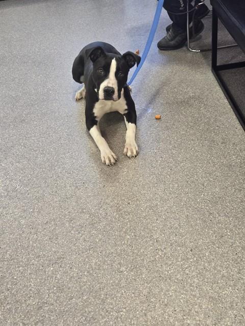 Shelter Stray Female Dog last seen Near BLOCK LOUISVILLE AVE, 3528 Newburg Rd, Louisville, KY 40218, USA